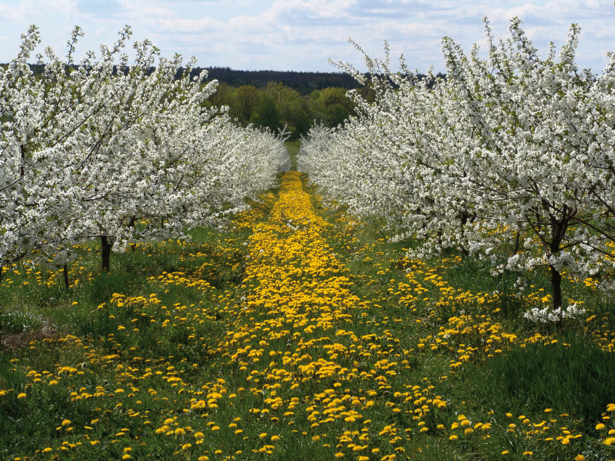 Opole Lubelskie turystyka