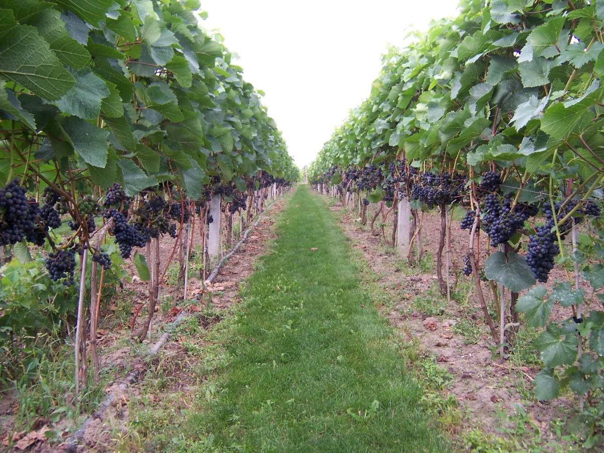 winnica wino opole lubelskie solaris